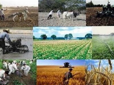 انتقال ۹۰ درصد مجوزهای کشاورزی به سازمان نظام مهندسی