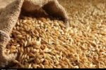 نرخ مصوب گندم صنف و صنعت ۵۳ هزار تومان تعیین شد