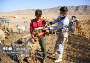 واکسیناسیون یک میلیون و ۲۰۰ هزار رأس دام سبک در سیستان و بلوچستان