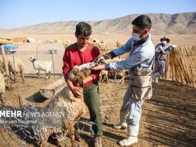 واکسیناسیون یک میلیون و ۲۰۰ هزار رأس دام سبک در سیستان و بلوچستان