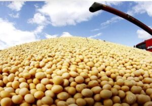کاهش ۷.۴درصدی میانگین قیمت جهانی سویای صادراتی در ۲۰۲۵؛ سهم ایران از بازار جهانی چقدر است؟