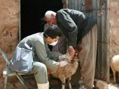 ارائه خدمات رایگان دامپزشکی به بیش از یکهزار رأس دام در روستای دادانه