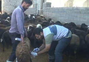 اردوی جهادی دامپزشکی در روستاهای هشترود