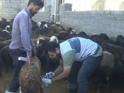 اردوی جهادی دامپزشکی در روستاهای هشترود
