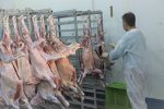تشدید نظارت دامپزشکی بر موکبهای اربعین کرمانشاه