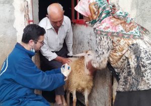 واکسیناسیون دام و سگهای گله در مراتع کوه دالانی نودشه