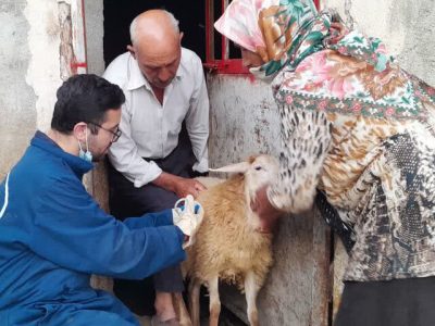 واکسیناسیون دام و سگهای گله در مراتع کوه دالانی نودشه