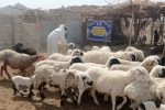 واکسیناسیون رایگان بیش از ۳ هزار رأس دام و قطعه طیور در میرجاوه