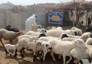 واکسیناسیون رایگان بیش از ۳ هزار رأس دام و قطعه طیور در میرجاوه