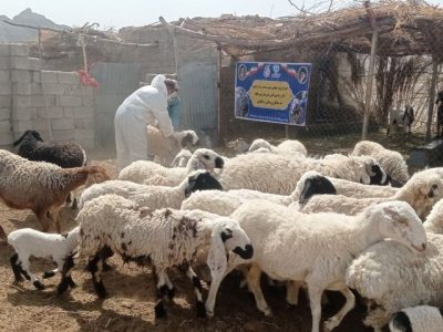 واکسیناسیون رایگان بیش از ۳ هزار رأس دام و قطعه طیور در میرجاوه