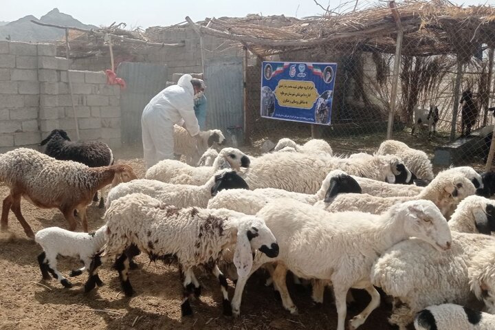 واکسیناسیون رایگان بیش از ۳ هزار رأس دام و قطعه طیور در میرجاوه واکسیناسیون رایگان بیش از ۳ هزار رأس دام و قطعه طیور در میرجاوه