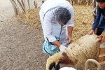 واکسیناسیون سه هزار و ۴۷۵ رأس دام سبک در دهستان چاهوک مهرستان