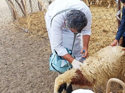 واکسیناسیون سه هزار و ۴۷۵ رأس دام سبک در دهستان چاهوک مهرستان