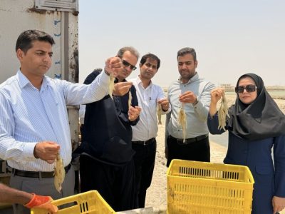 پیشبینی تولید ۴۴۰۰ تن میگوی پرورشی در سیستان و بلوچستان