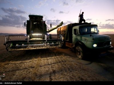 کاهش ۲۰ درصدی خرید گندم در استان تهران