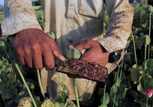 کشت شقایق الیفرا تصویب شده است