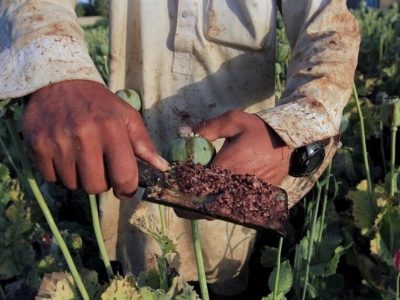 کشت شقایق الیفرا تصویب شده است