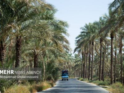 گنج پنهان در نخلستانهای بوشهر؛ جنگل سبز جنوب در مسیر گردشگری