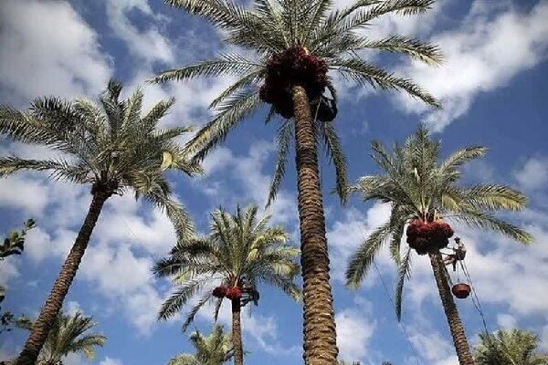 گنج پنهان در نخلستانهای بوشهر؛ جنگل سبز جنوب در مسیر گردشگری گنج پنهان در نخلستانهای بوشهر؛ جنگل سبز جنوب در مسیر گردشگری