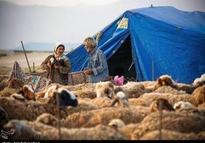 گوشت عشایری با برند استانی به بازار عرضه میشود