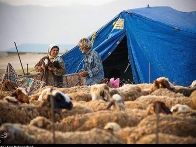 گوشت عشایری با برند استانی به بازار عرضه میشود