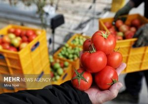 ۲۴۶ هزار تن گوجه فرنگی در آذربایجان غربی برداشت می شود