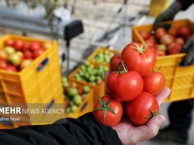 ۲۴۶ هزار تن گوجه فرنگی در آذربایجان غربی برداشت می شود