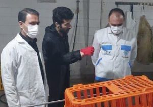 الزامات بهداشتی در کشتارگاه طیور اسلامآبادغرب رعایت شود