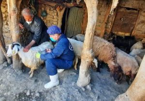 امیری: واکسیناسیون دام و طیور جوانرود به پایان رسید