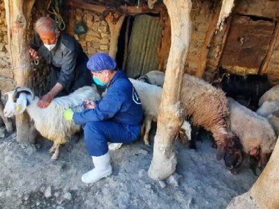 امیری: واکسیناسیون دام و طیور جوانرود به پایان رسید