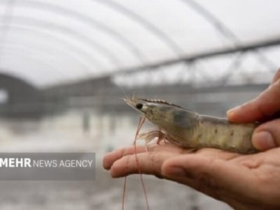 برداشت موفق ۸۵۰ تن میگو در کنارک بدون بروز بیماری‌