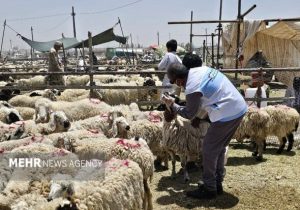 بهره‌مندی ۱۷ روستا از خدمات رایگان جهاد دامپزشکی در هفته دولت