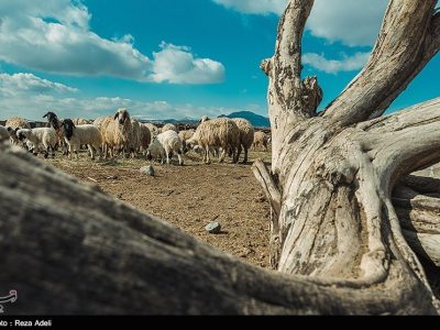 تداوم تولید گوشت و شیر در روستا و عشایر، در معرض یک پرسش جدی