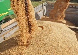 تولید داخل جایگزین ۴۰ درصد جو وارداتی شد