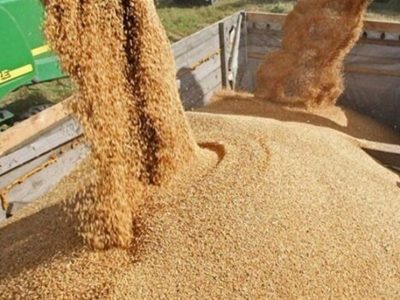 تولید داخل جایگزین ۴۰ درصد جو وارداتی شد