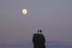 «خانه‌ای برای لک‌لک‌ها» آماده نمایش شد