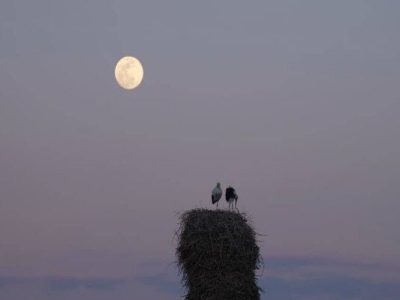 «خانه‌ای برای لک‌لک‌ها» آماده نمایش شد