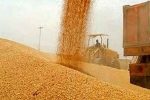 خرید گندم توسط دلالان تا ۶۰هزار تومان در مناطق مرزی