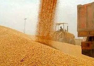 خرید گندم توسط دلالان تا ۶۰هزار تومان در مناطق مرزی
