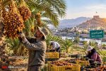 شکوفایی نخلستانها در دل زاگرس؛ قصرشیرین قطب جدید خرمای صادراتی ایران