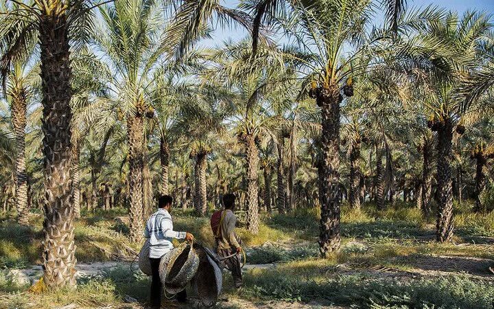 شکوفایی نخلستان‌ها در دل زاگرس؛ قصرشیرین قطب جدید خرمای صادراتی ایران