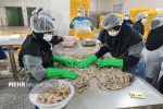 صادرات ۵۴۹ تنی میگو در سیستان و بلوچستان؛ ثمره نظارت دامپزشکی