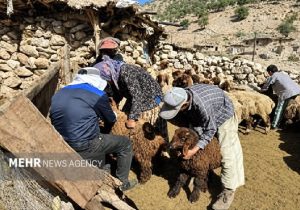 طرح واکسیناسیون رایگان تب برفکی در مازندران کلید خورد