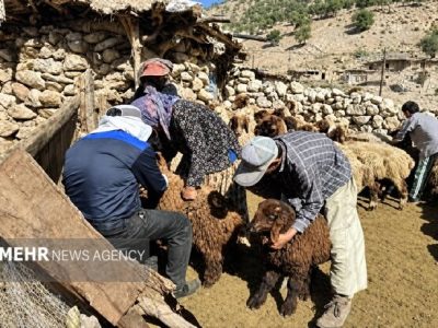 طرح واکسیناسیون رایگان تب برفکی در مازندران کلید خورد