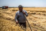 نقدی بر روند پرداخت مطالبات گندمکاران در ۶ ماهه امسال