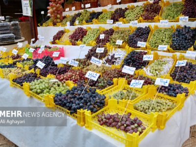 نقشبندی ۱۳ هزار و ۵۰۰ تن انگور در بیجار تولید می‌شود