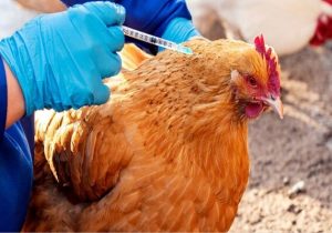 واکسیناسیون ۱۳ هزار قطعه طیور بومی شهرستان بوشهر علیه نیوکاسل