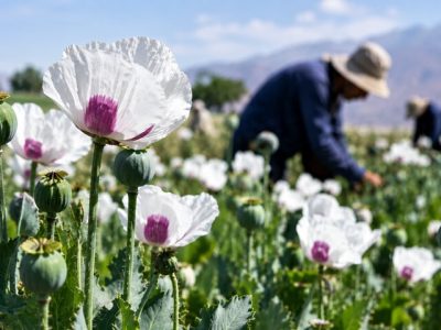 کشت شقایق الیفرا؛ ظرفیتی برای ارزآوری و اشتغال ۴ هزار نفر