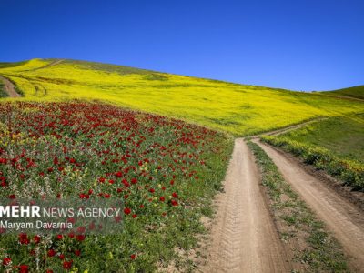 کشت کلزا در تبریز در سال زراعی جدید در اولویت قرار گرفت