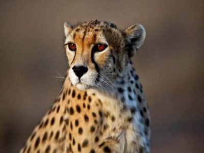 یوزپلنگ مادر همراه دو توله در پارک ملی توران شاهرود مشاهده شد